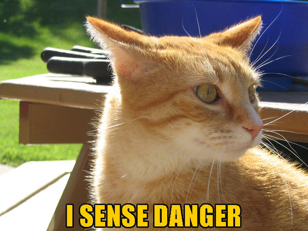 Ощущение ы. Danger sense. Sense of Danger Cat. Danger sense mga.